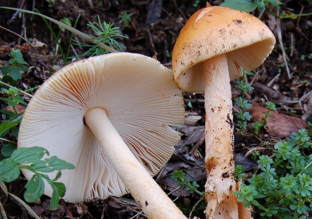 Amanita crocea